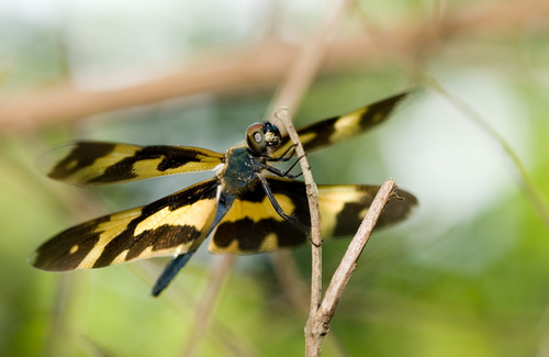 Common Picture Wing photo 4