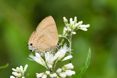 Rapala varuna formosana
