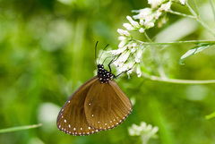Euploea tulliolus koxinga