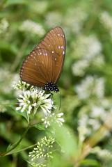 Euploea mulciber barsine