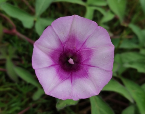 threefork morning glory