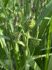 Sparganium erectum erectum