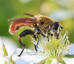 Polydontomyia curvipes