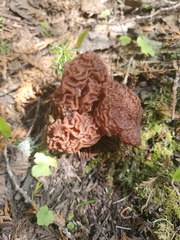 Gyromitra