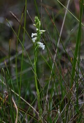 Spiranthes aestivalis