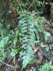 Asplenium cuneatiforme