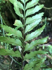 Asplenium cuneatiforme