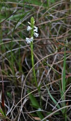 Spiranthes aestivalis