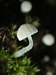 Mycena pitereka