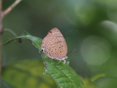 Arhopala barami