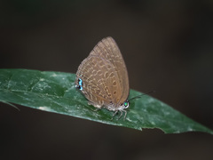Arhopala epimuta