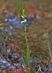 Spiranthes aestivalis
