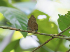 Arhopala hypomuta