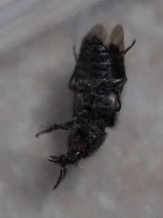 Divales bipustulatus