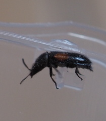 Divales bipustulatus
