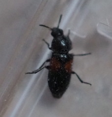 Divales bipustulatus