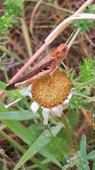 Chorthippus brunneus