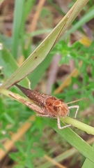 Chorthippus brunneus