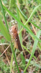 Chorthippus brunneus