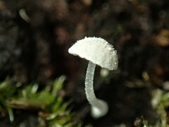Mycena pitereka