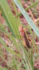 Chorthippus brunneus