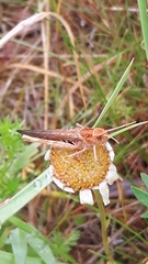 Chorthippus brunneus