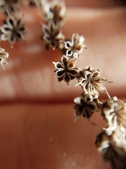 Petrosedum sediforme image