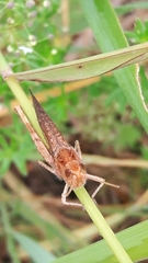Chorthippus brunneus