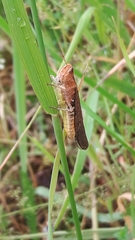 Chorthippus brunneus