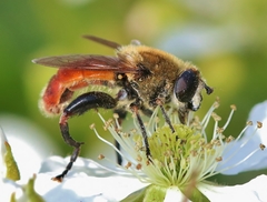 Polydontomyia curvipes