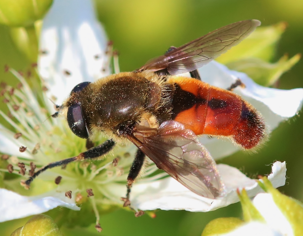 Polydontomyia