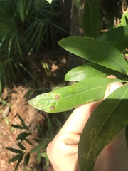 Phyllocnistis magnoliella