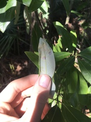 Phyllocnistis magnoliella