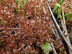 Ptychostomum weigelii