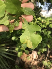 Acrocercops albinatella