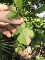 Acrocercops albinatella