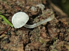 Mycena pitereka