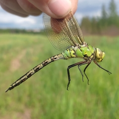 Anax imperator