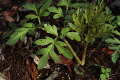 Prionosciadium