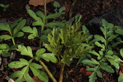 Prionosciadium