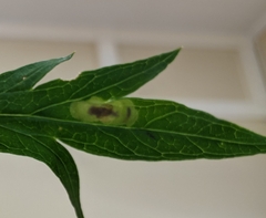 Calycomyza artemisiae