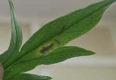 Calycomyza artemisiae
