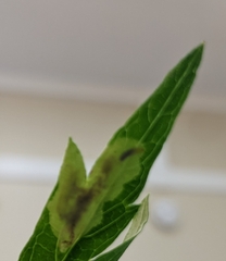Calycomyza artemisiae