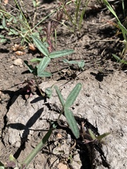 Trifolium gymnocarpon