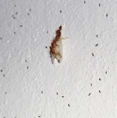 Image of Acraga isothea