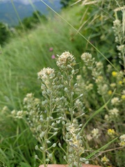 Alyssum trichostachyum
