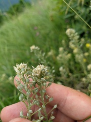 Alyssum trichostachyum