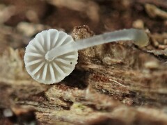 Mycena pitereka