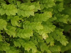 Cyrtomnium hymenophylloides