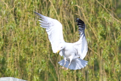 Larus argentatus